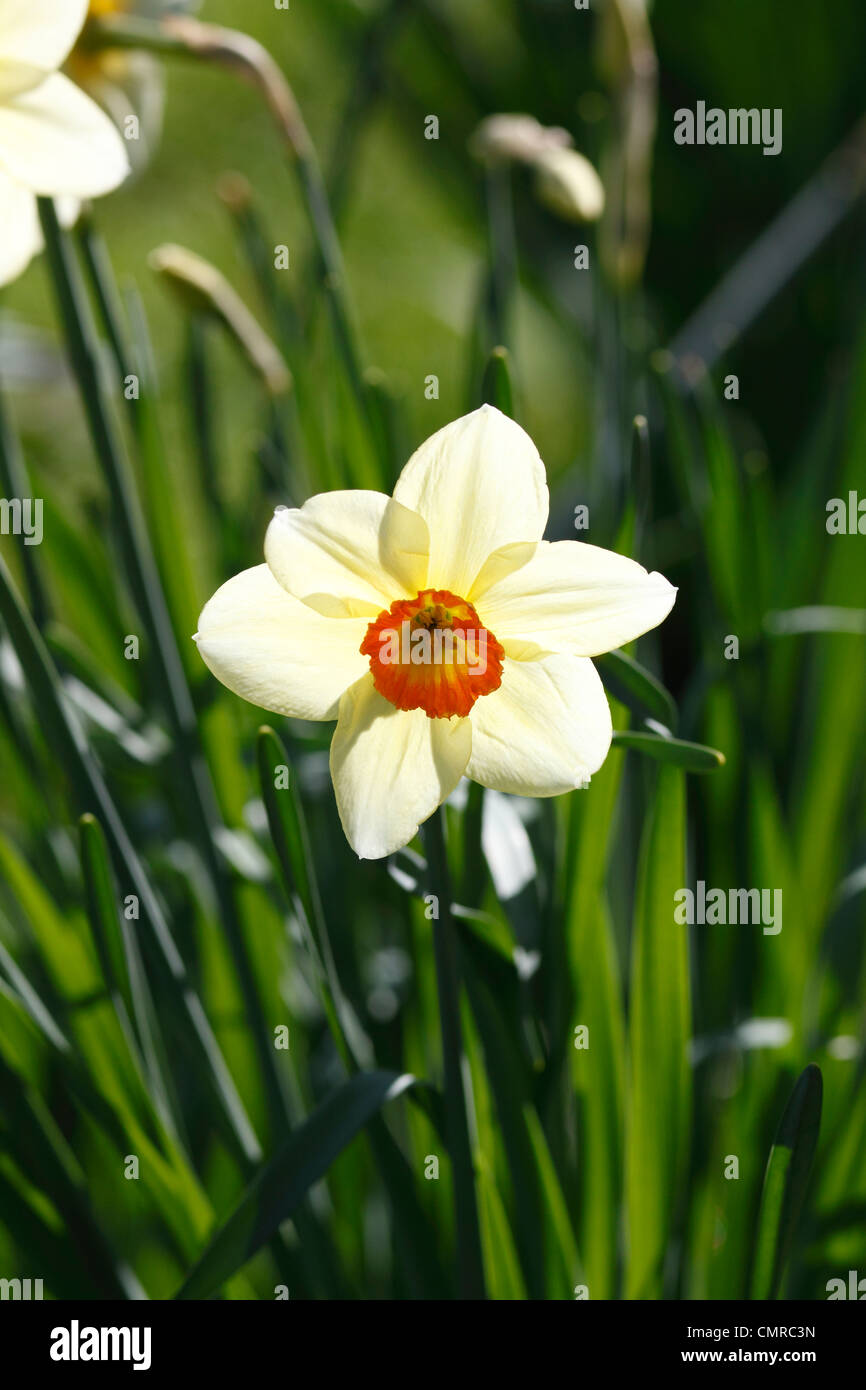 Daffodil Geranium Narcissus Stock Photo - Alamy