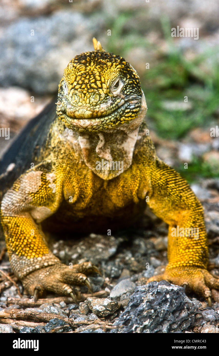 Galapagos Land Iguana, Conolophus subcristatus, Isla Plaza Sur Stock