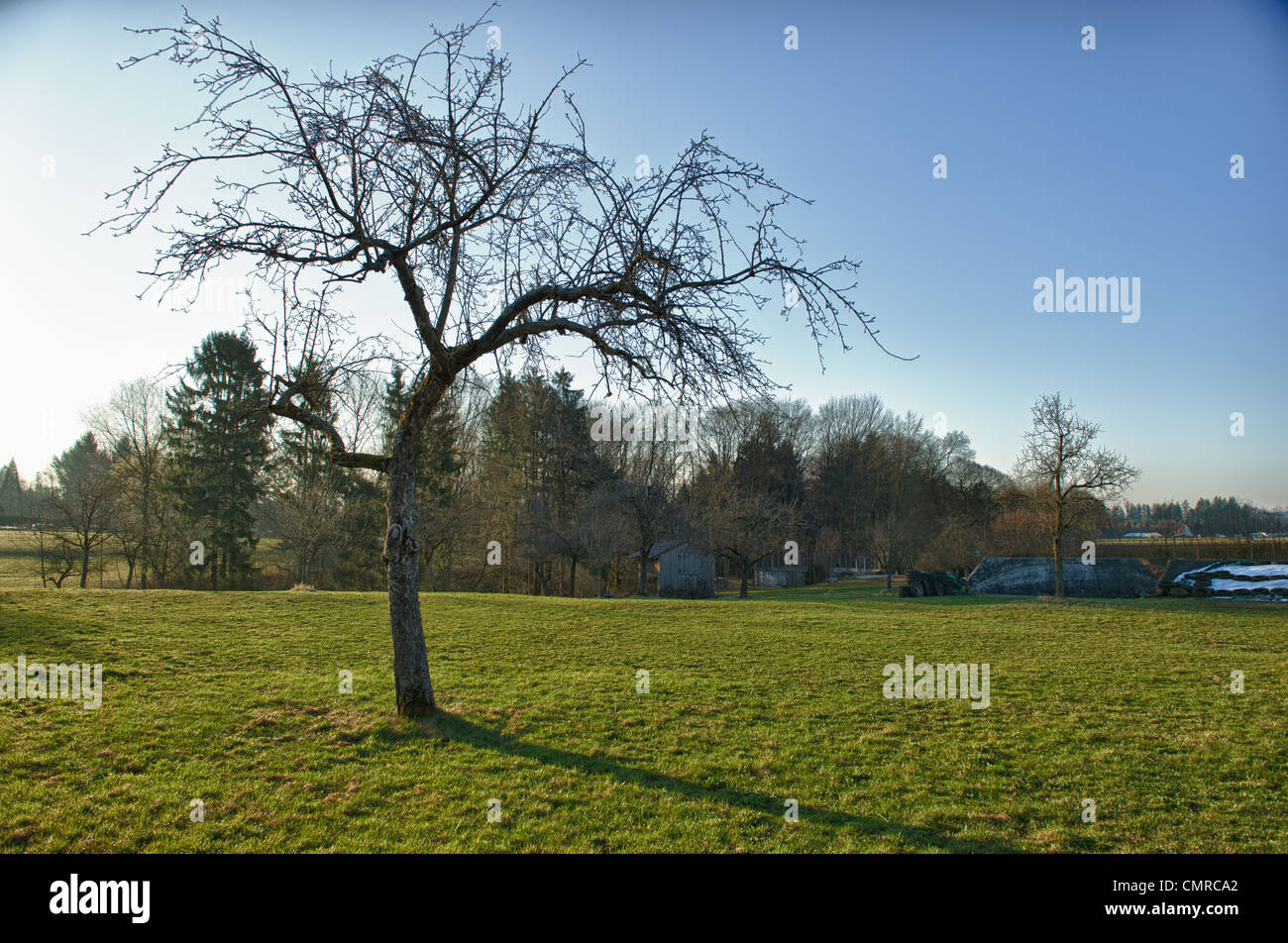 Pear in forest hi-res stock photography and images - Alamy