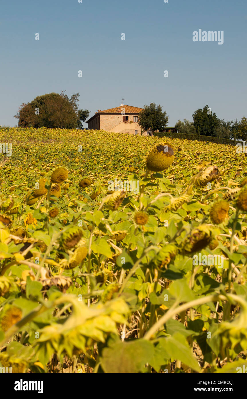 Tuscany sunflower field hi-res stock photography and images - Alamy
