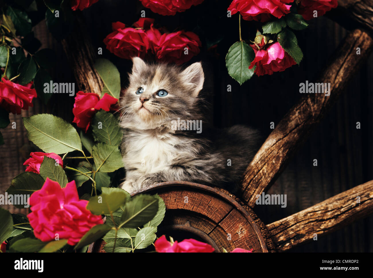 Cat with red rose hi-res stock photography and images - Alamy