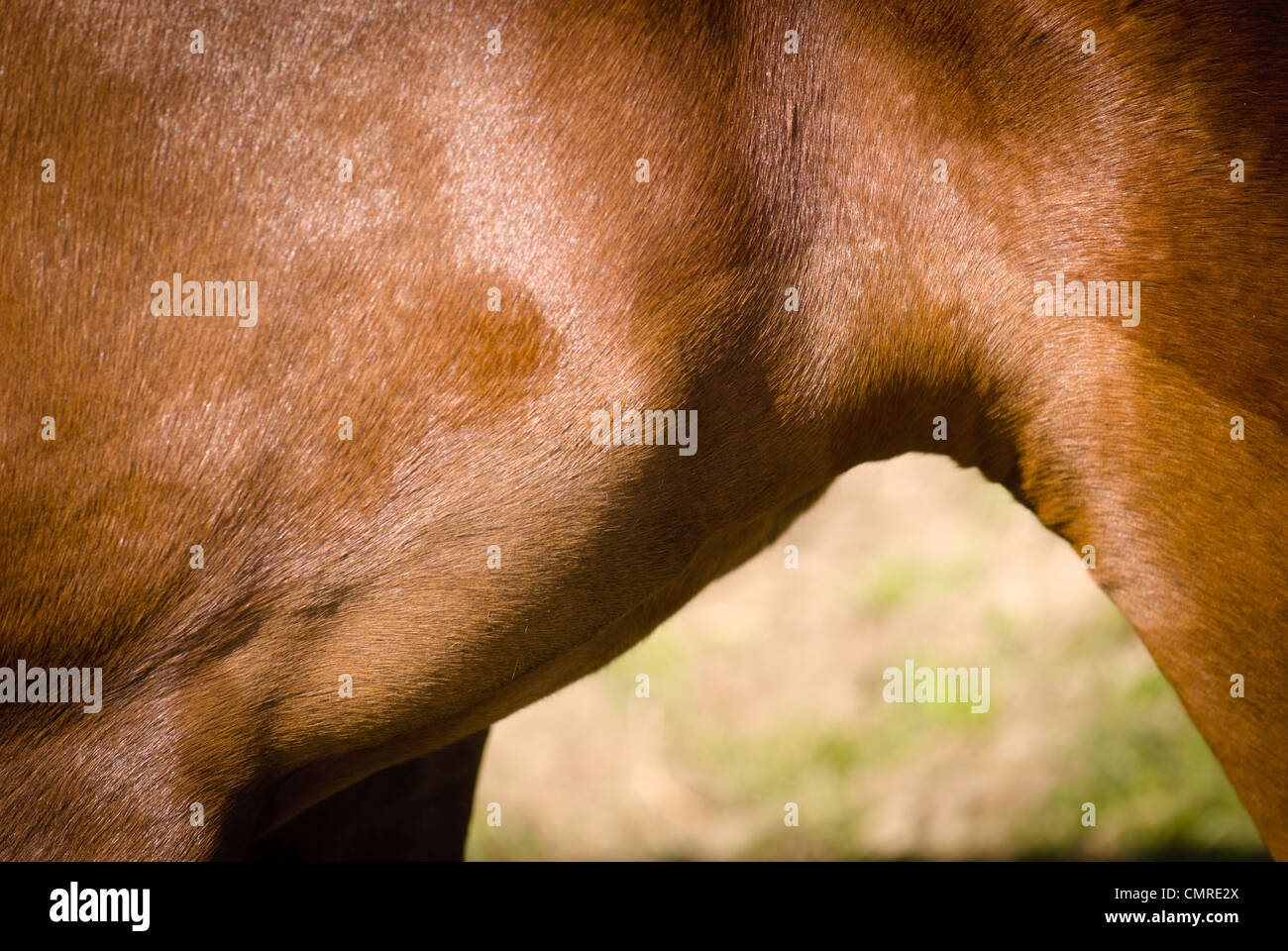 A beautiful horse Stock Photo