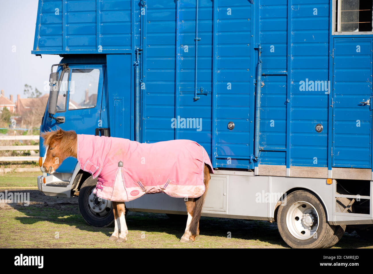 Horses Single adult with jacket by horsebox Uk Stock Photo Alamy