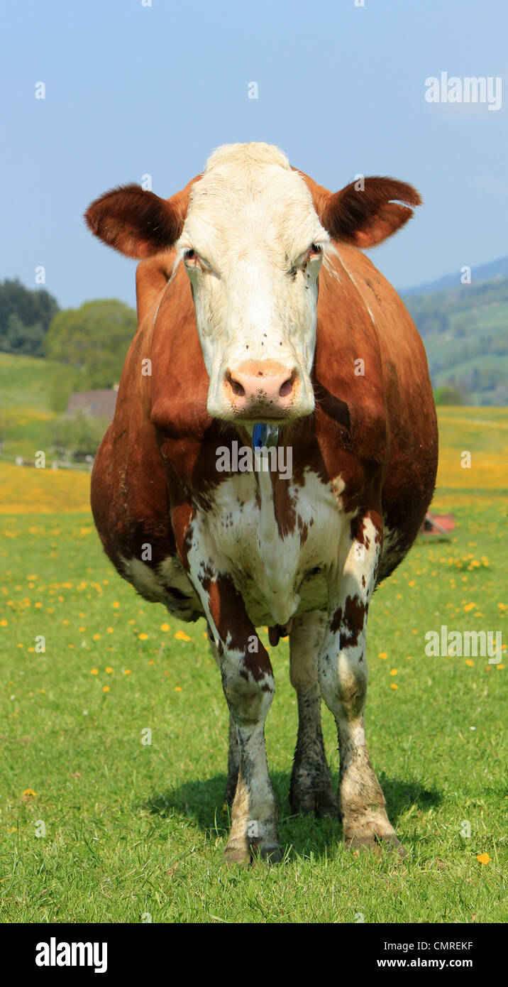Portrait of a brown and white holstein standing in front of the photographer Stock Photo