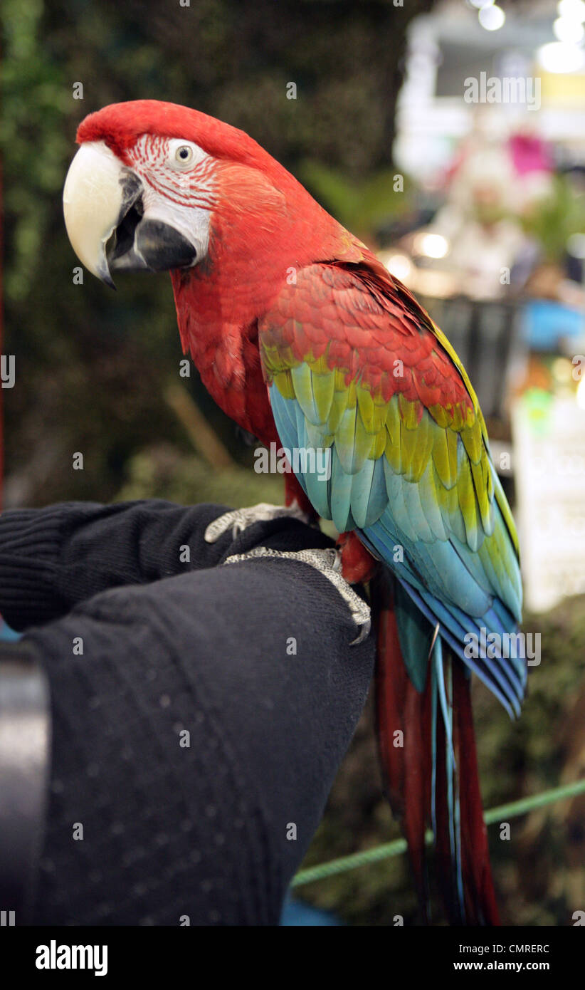 Red-and-green Macaw Ara chloropterus Single adult perching on a arm at a show UK Stock Photo