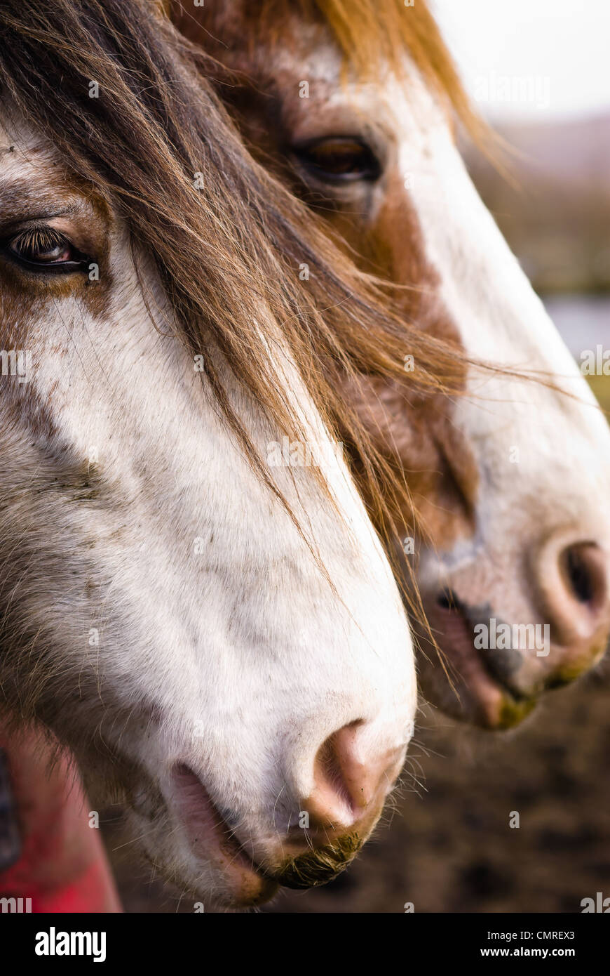 A pair of Clydesdale horses Stock Photo