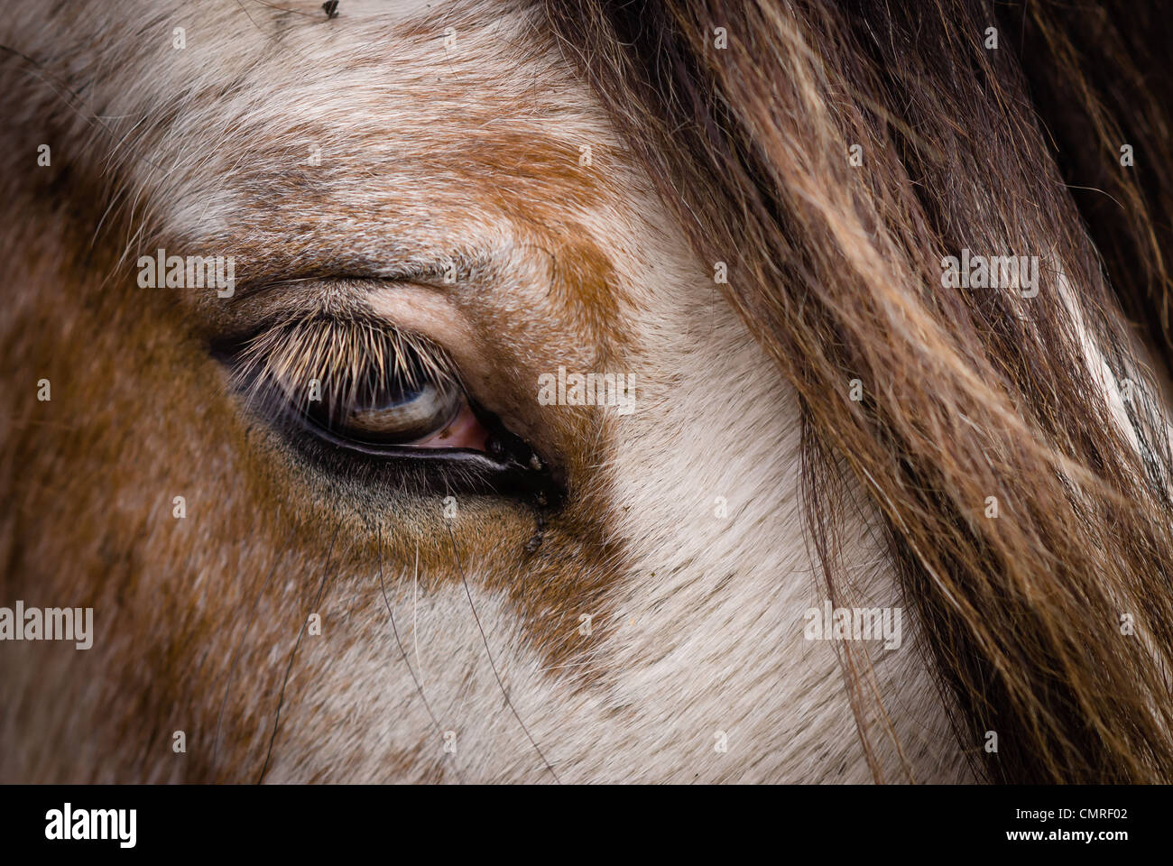 A pair of Clydesdale horses Stock Photo