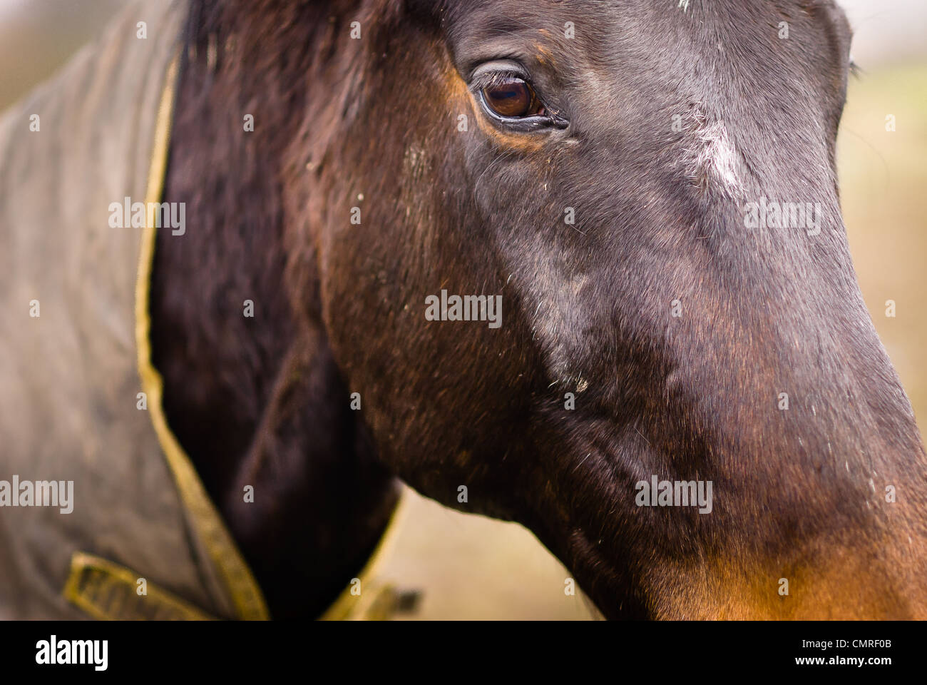 A horse Stock Photo