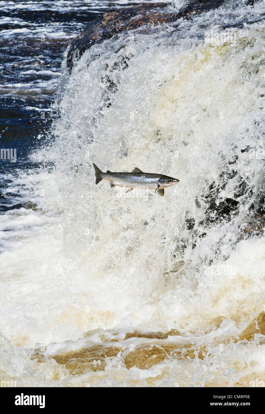 Atlantic Salmon adult leaps up falls while migrating upstream to