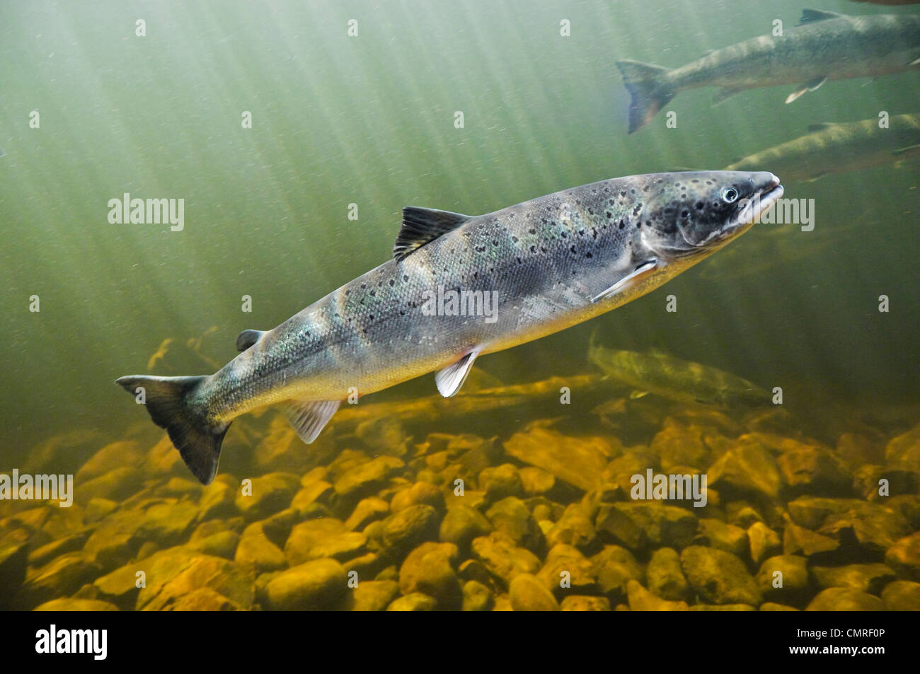 Atlantic Salmon migrate from salt water upstream to reach spawning
