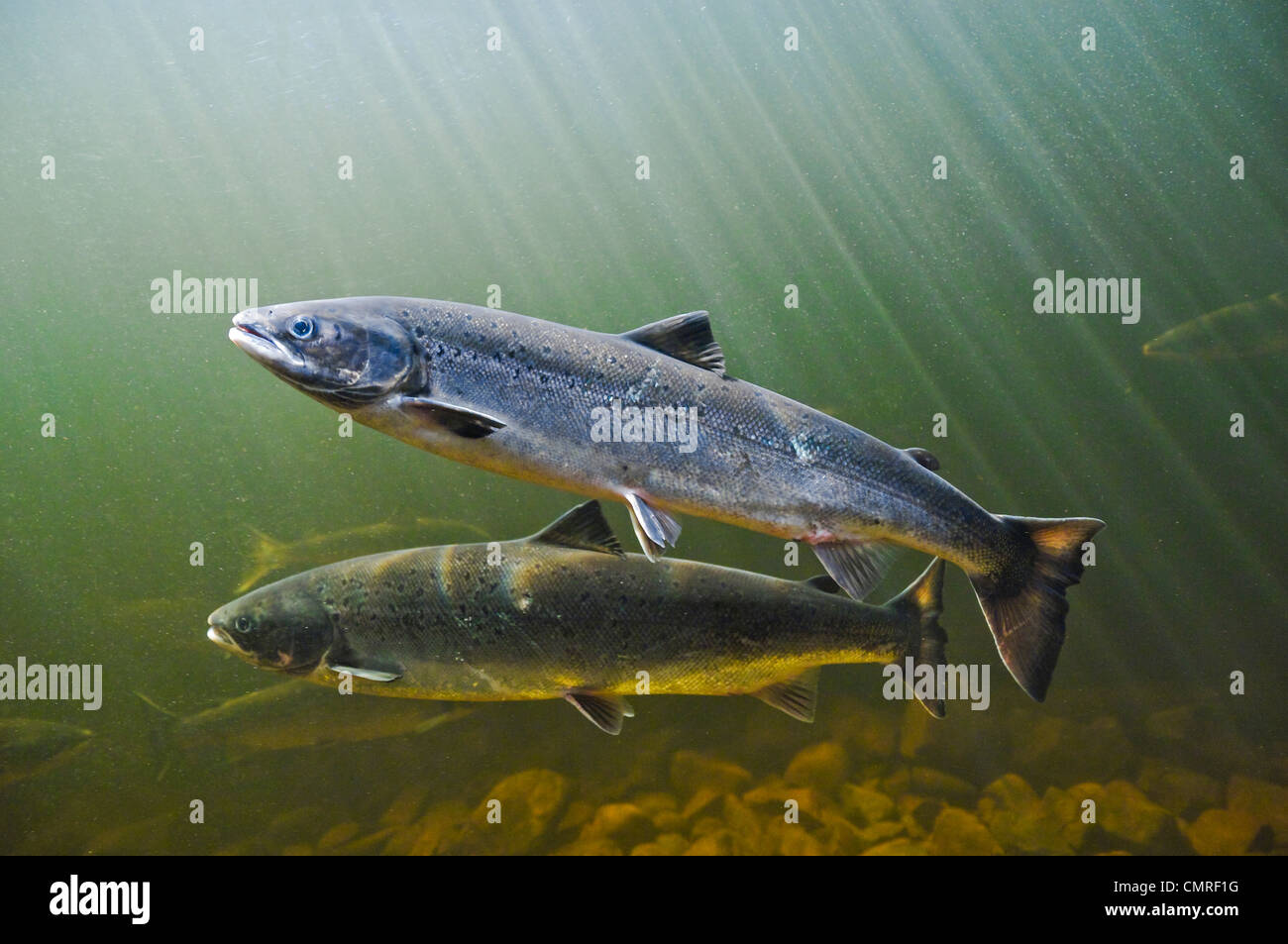 Atlantic Salmon migrate from salt water upstream to reach spawning grounds,  Exploits River, NL Stock Photo - Alamy