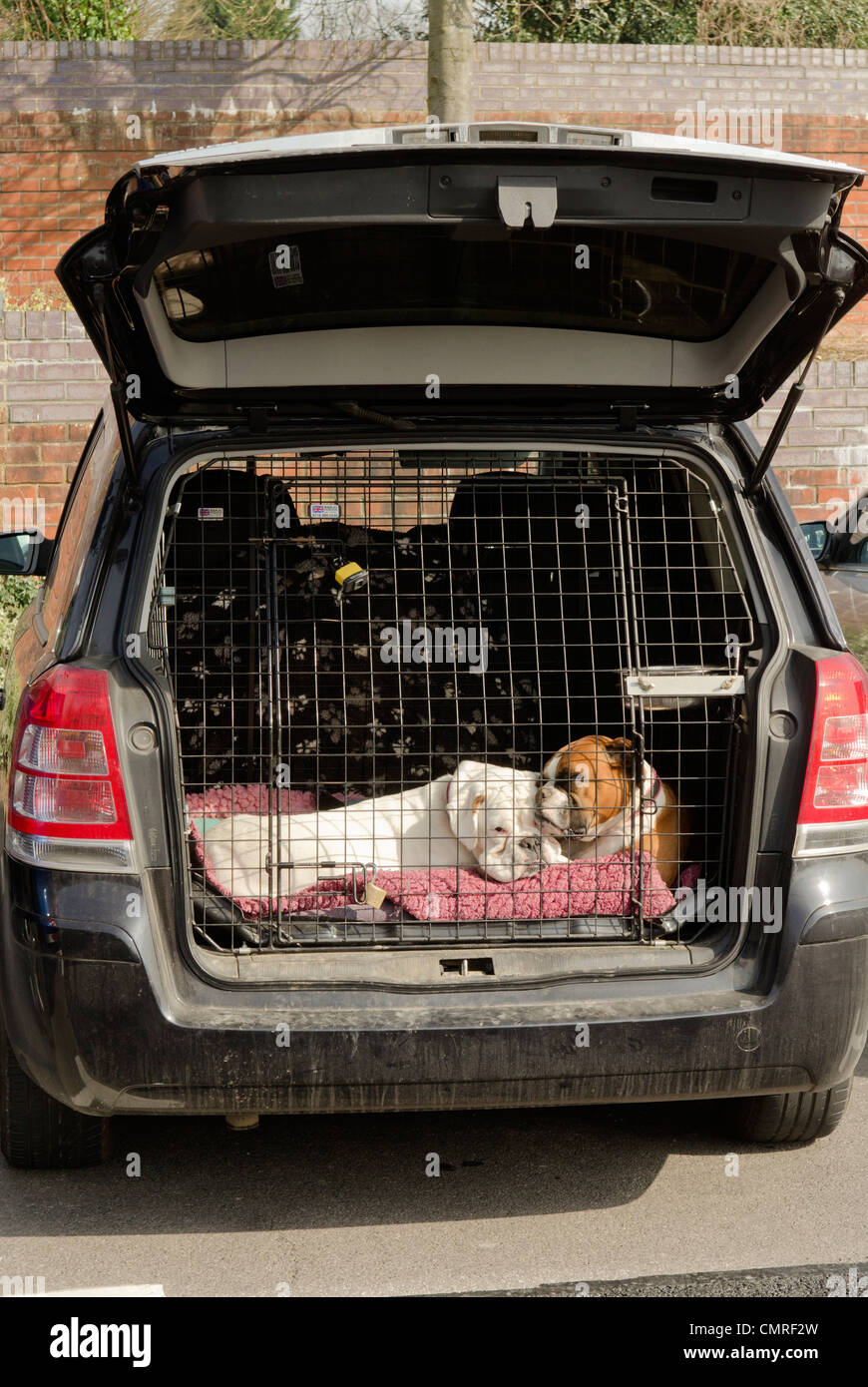 Should Two Dogs Sleep In Same Crate