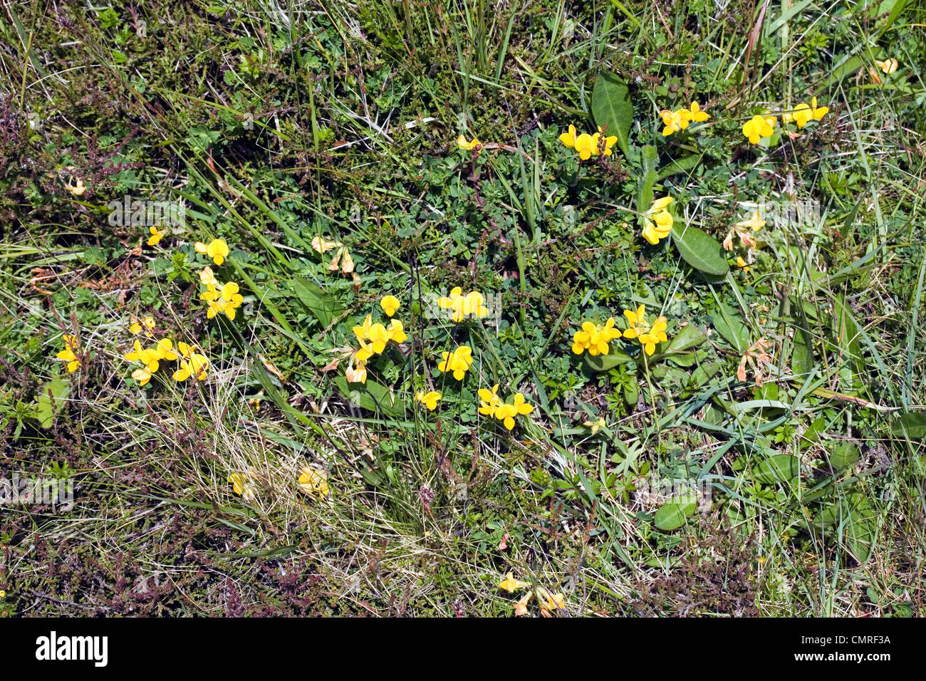 Common Bird'sfoot Trefoil Claigan Dunvegan Isle of Skye Scotland Stock
