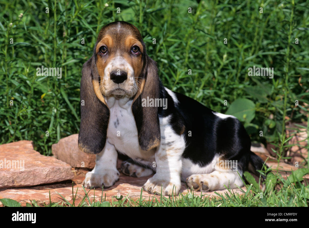 Бесенхаунт порода собак. Порода собак бассет хаунд. Бассет хаунд. Бассет хаунд гончая. Гончая артуа бассет.