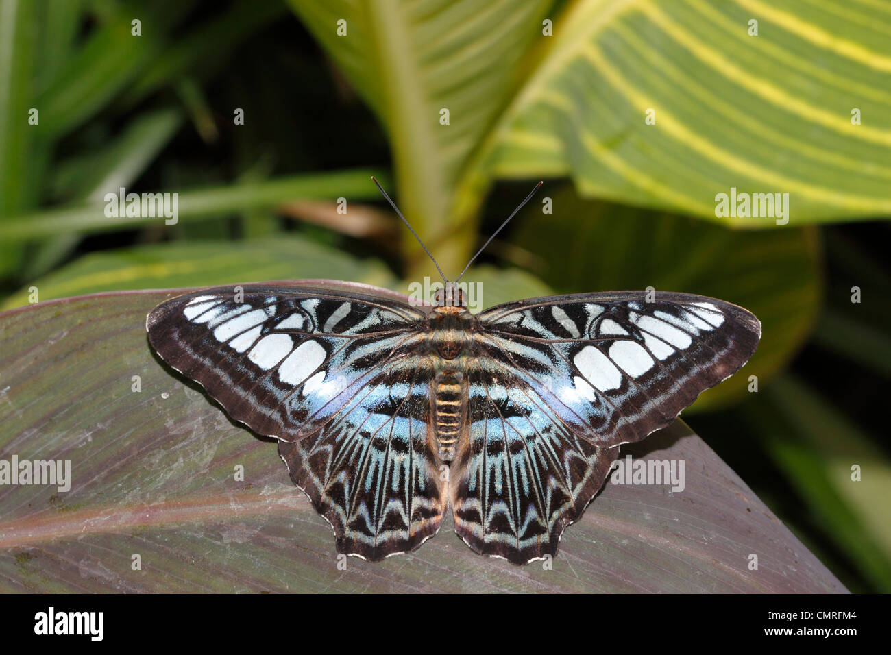 Malaysian blue clipper butterfly parthenos sylvia violacea Stock Photo Alamy