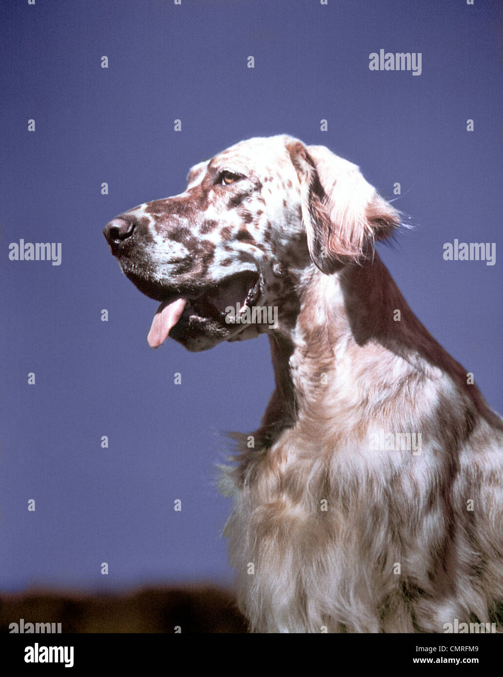 1940s PROFILE PORTRAIT SPOTTED ENGLISH SETTER HUNTING DOG Stock Photo