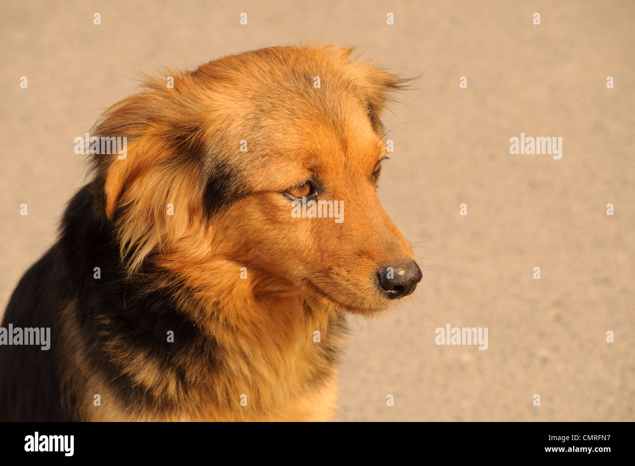 Sad dog Stock Photo