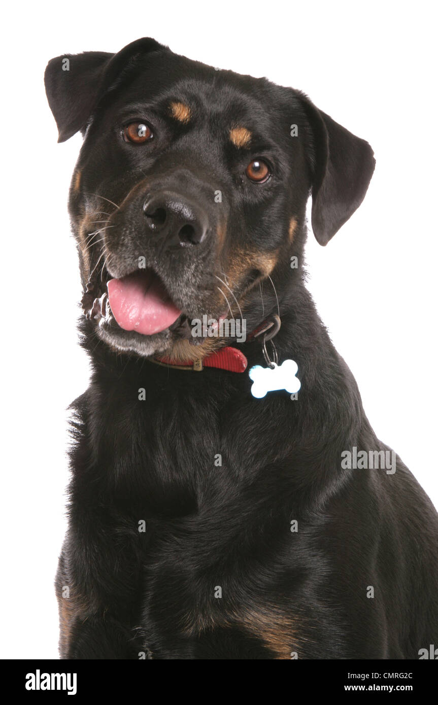 Rottweiler Single adult portrait ina studio Uk Stock Photo