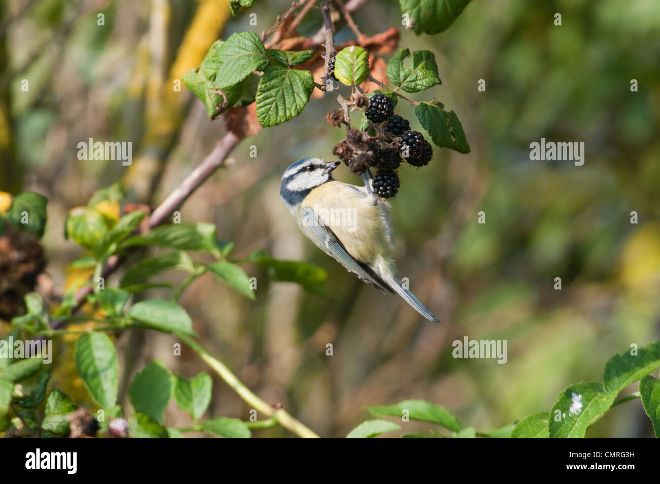 Bluetit hanging upside down eating from a clump of blackberries. Rye ...