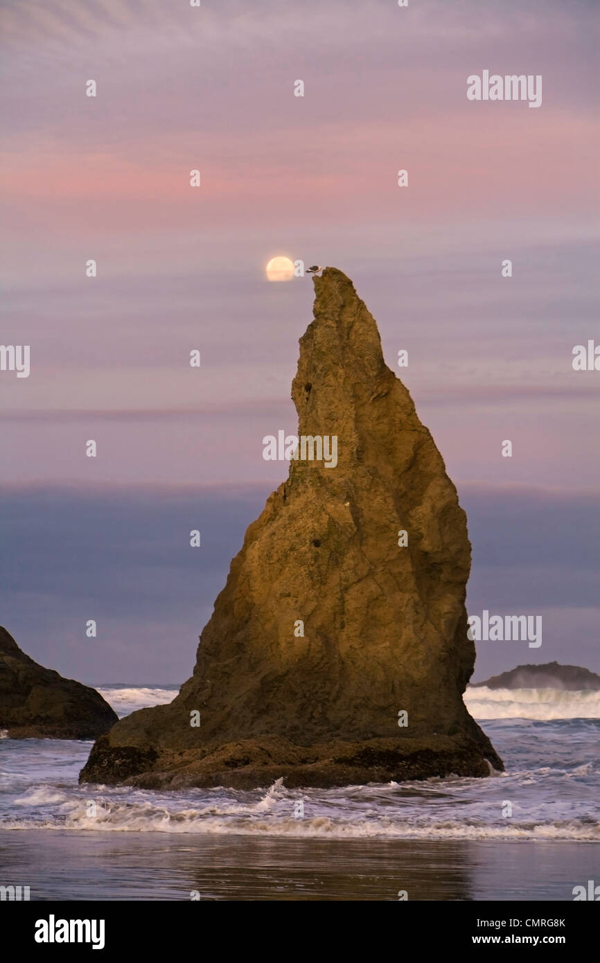 A seastack at sunrise and moon set along Bandon Beach, Oregon, USA. Stock Photo