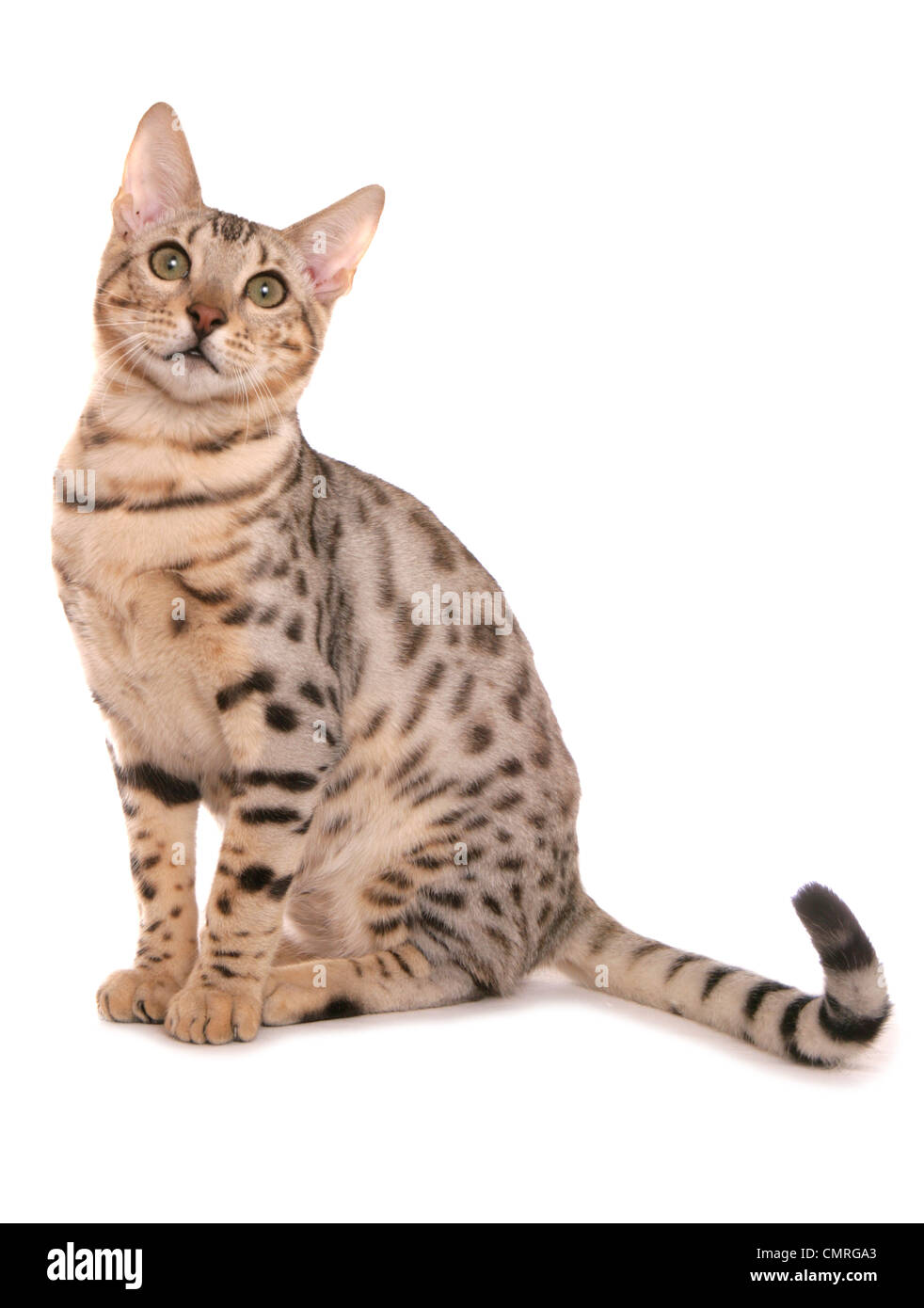Bengal Cat Single adult sitting in a studio UK Stock Photo - Alamy