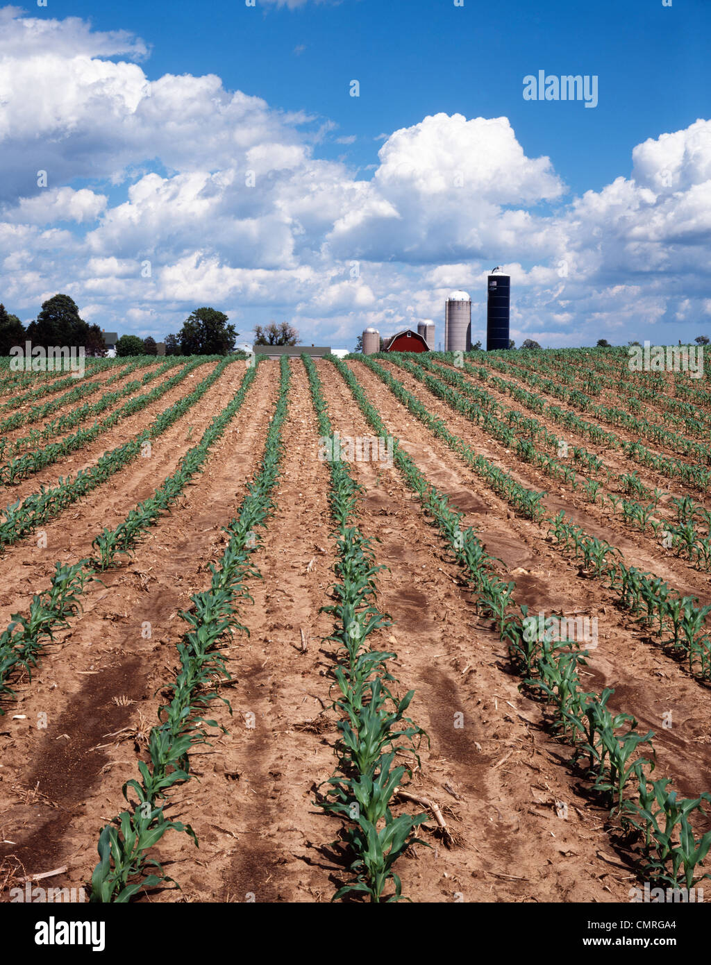 1980s ROWS OF YOUNG CORN PLANTS IN WISCONSIN CORNFIELD  FARM ON HORIZON Stock Photo