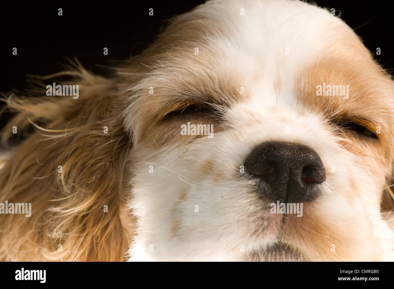 This is photo of a sleeping Cocker Spaniel puppy. Stock Photo