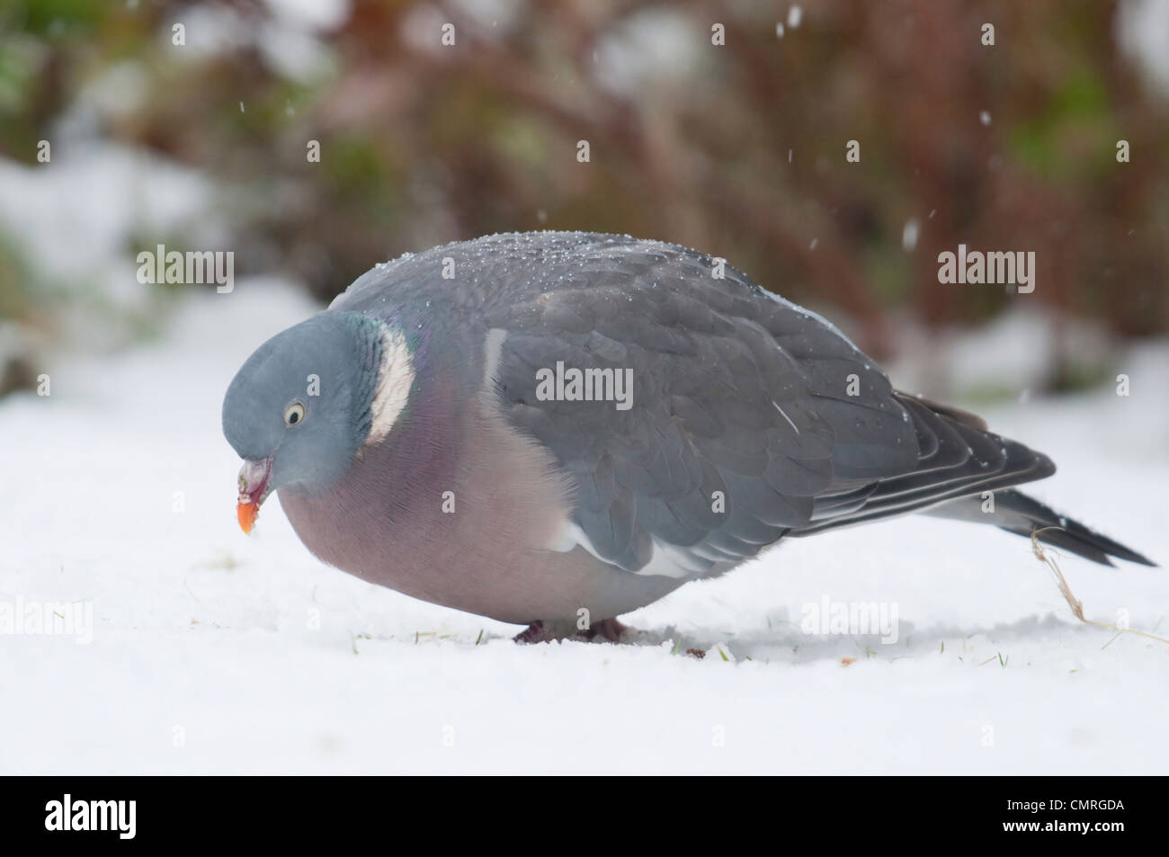 Woodpigeon feeding in falling snow, Hastings, Sussex UK Stock Photo