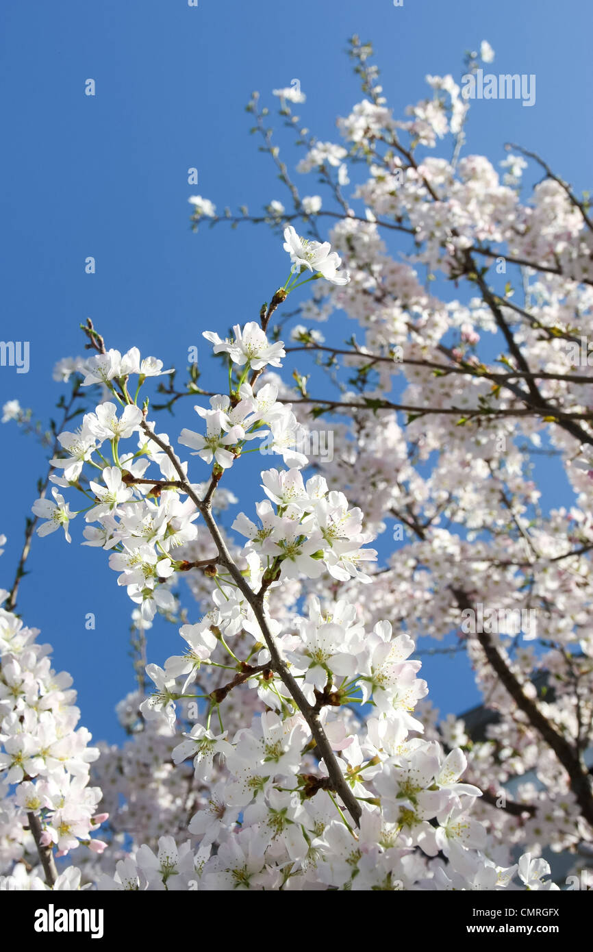 Beautiful blooming tree with clear blue sky in the spring time Stock ...