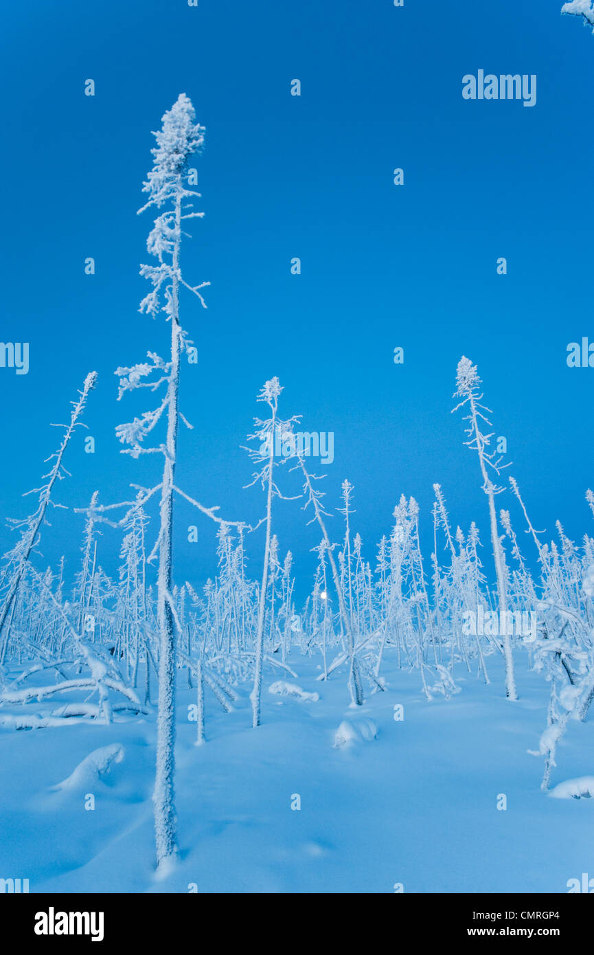 Boreal forest burnt in fire, Dempster Highway, Yukon Stock Photo Alamy