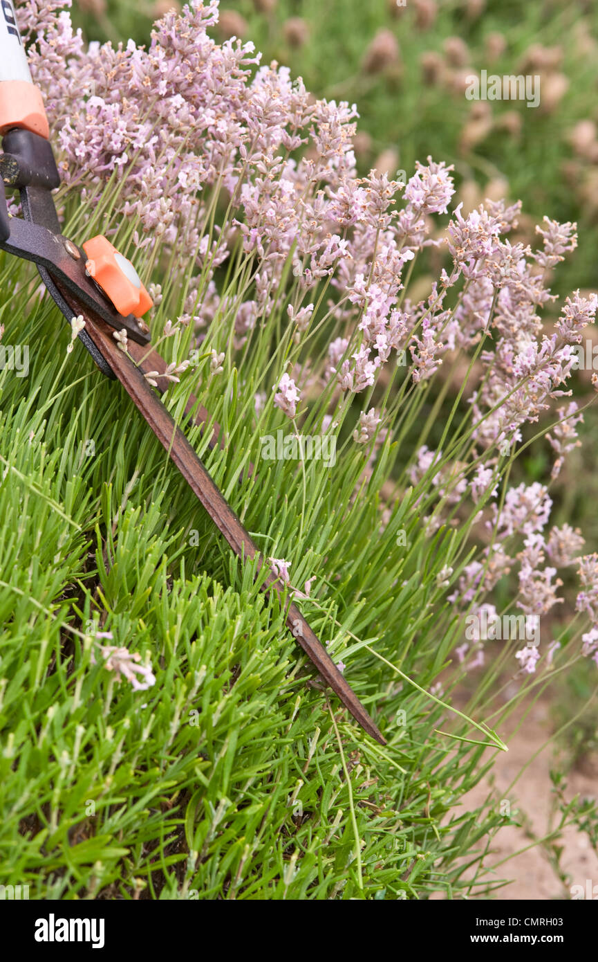 Cutting lavender flowers Stock Photo
