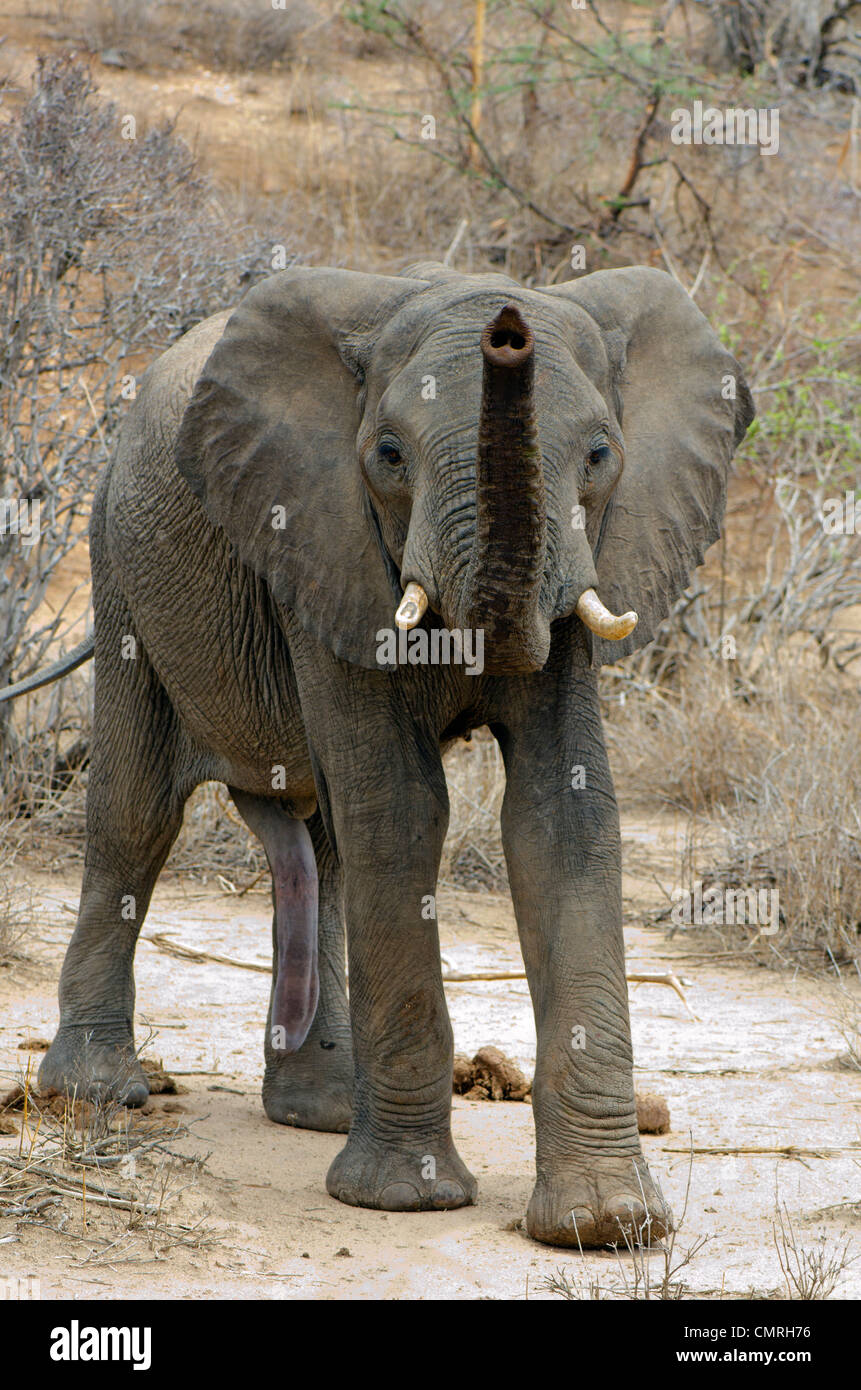 Elephant Stock Photo