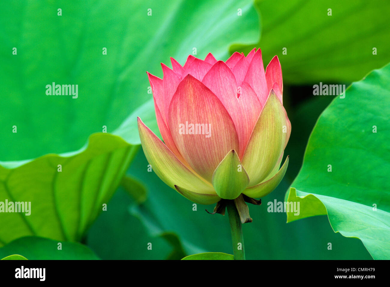 1990s CLOSE-UP PINK LOTUS FLOWER AMONG GREEN LEAVES Stock Photo