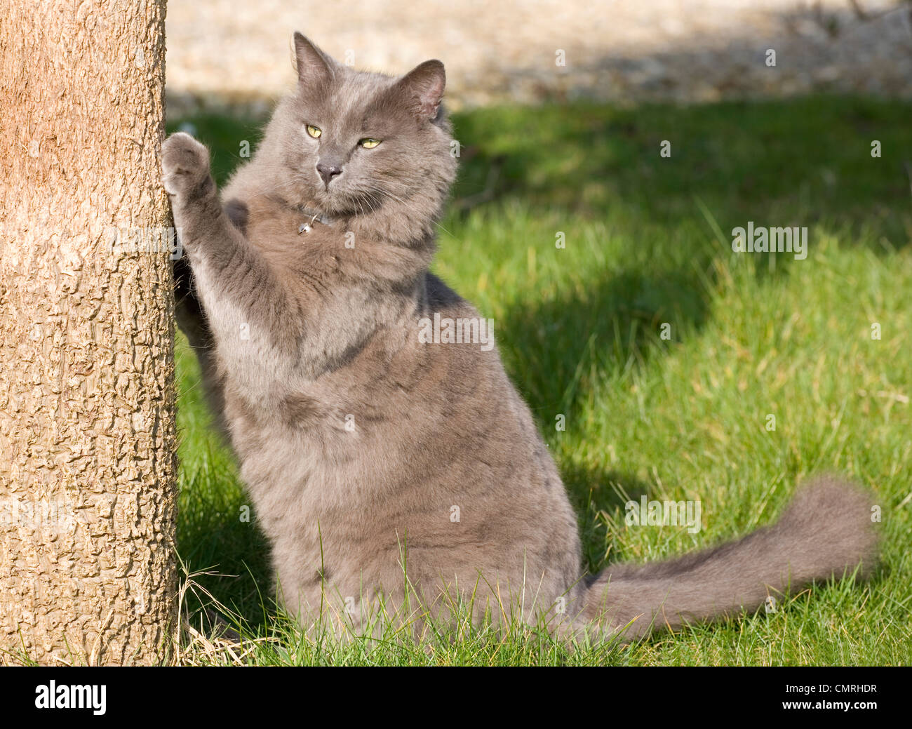 Domestic cat Single adult stretching on a tree trunk UK Stock Photo