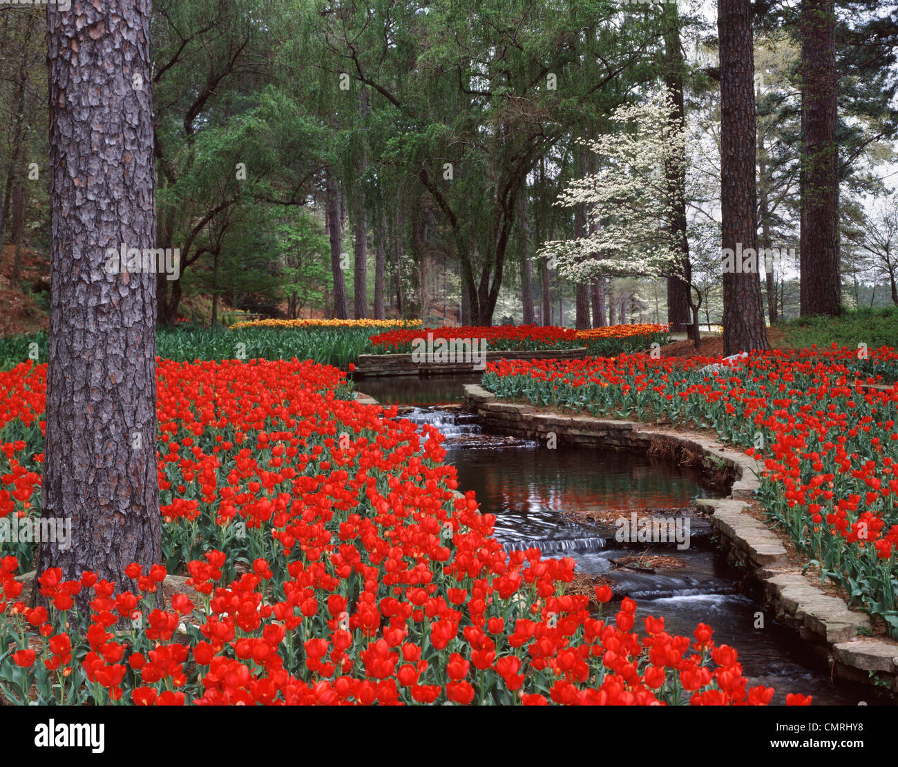 1980s Red Tulips And Brook In Hodges Gardens Many Louisiana Usa