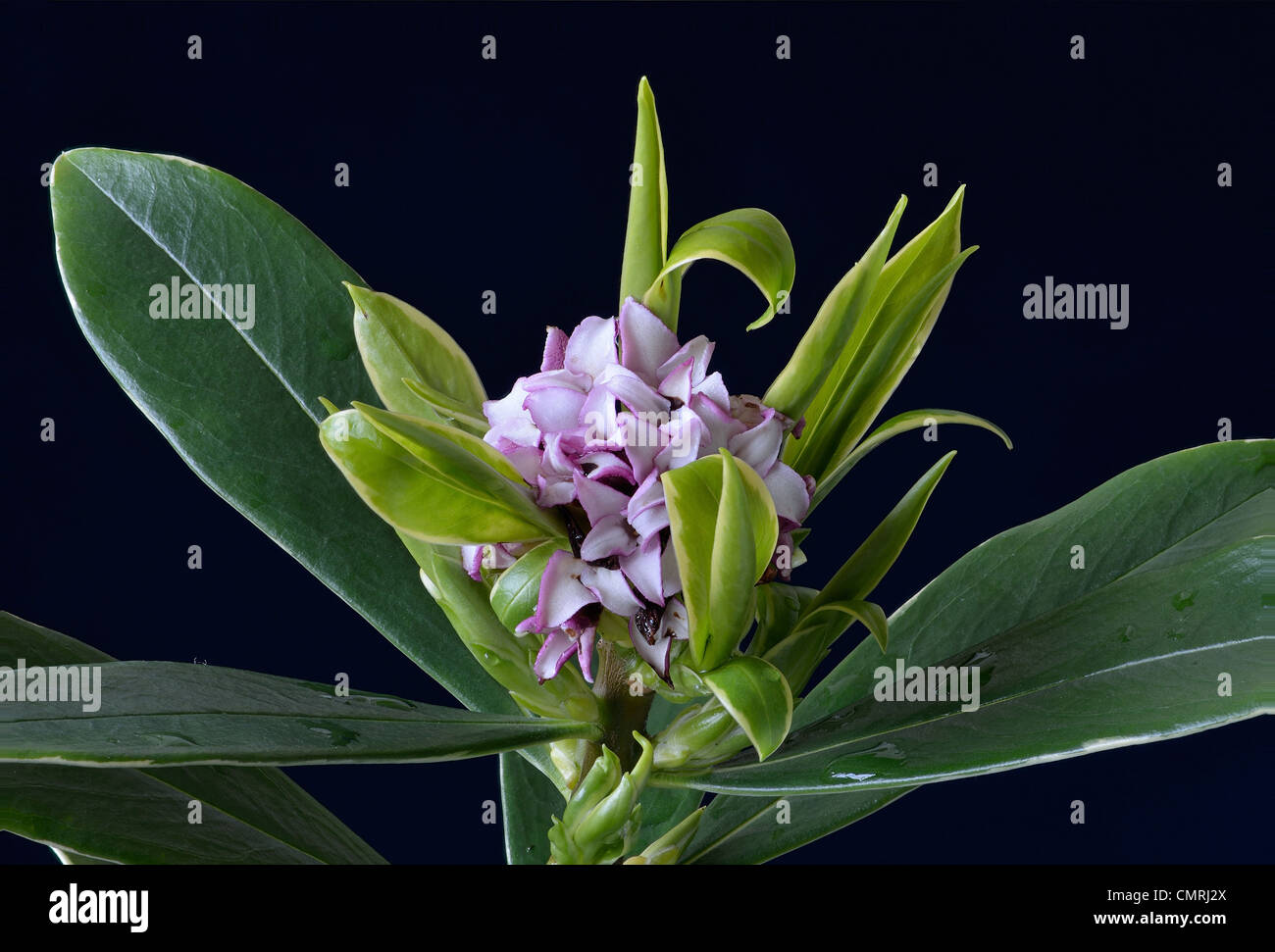 Close-up of Daphne Odora shrub with pale pink flowers Stock Photo