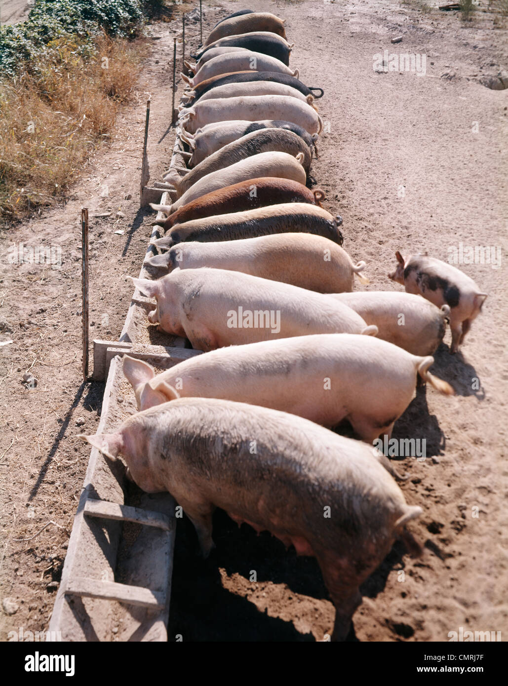 Pigs eating from trough hires stock photography and images Alamy
