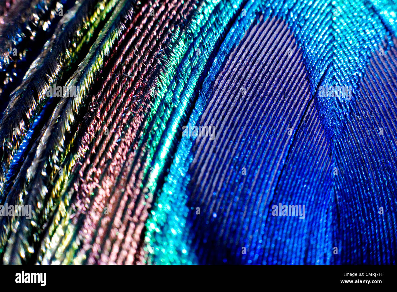 Macro of the Eye of a Peacock Feather Stock Photo