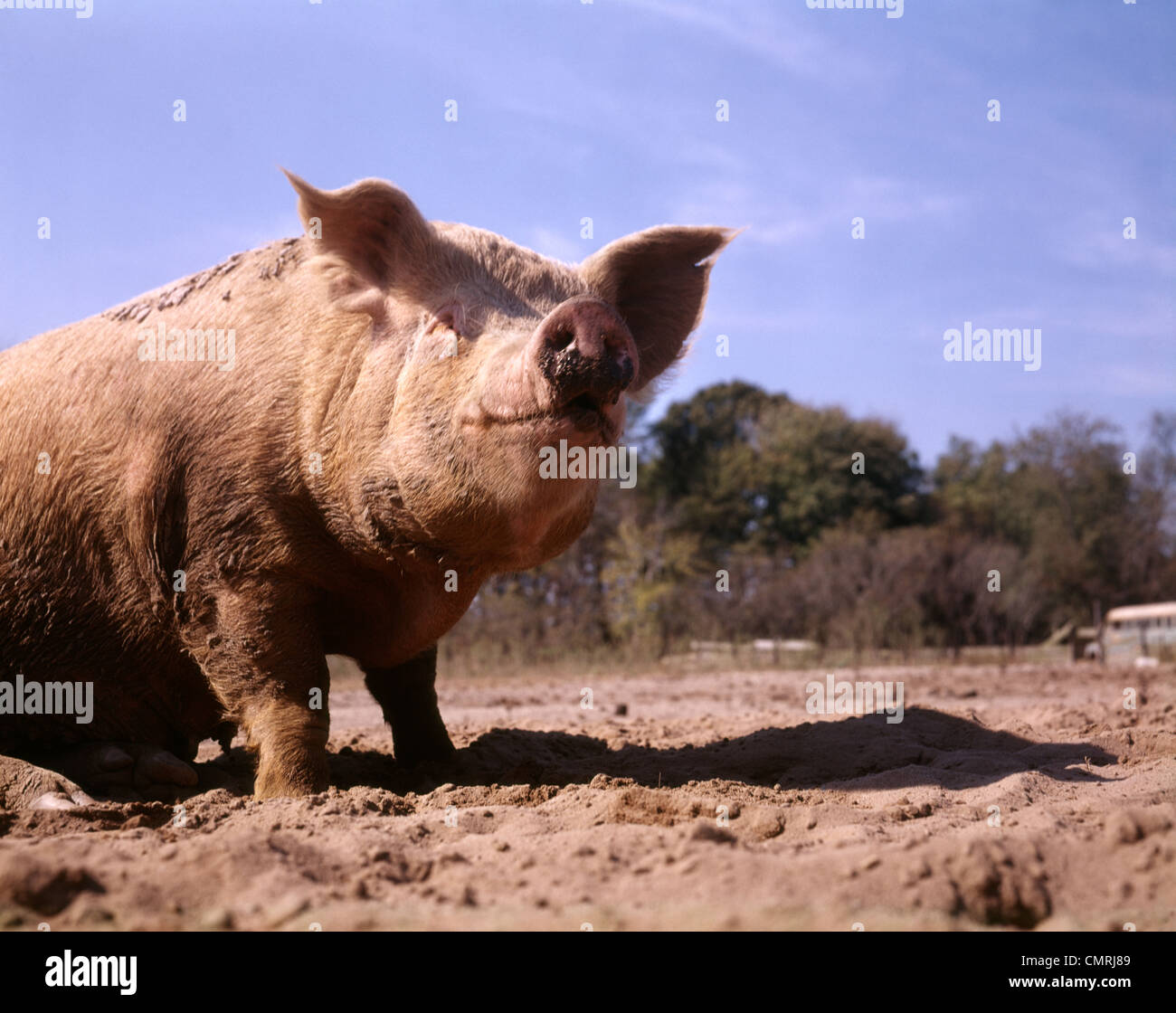 1980s DIRTY PIG WALLOWING IN MUD ON FARM Stock Photo - Alamy