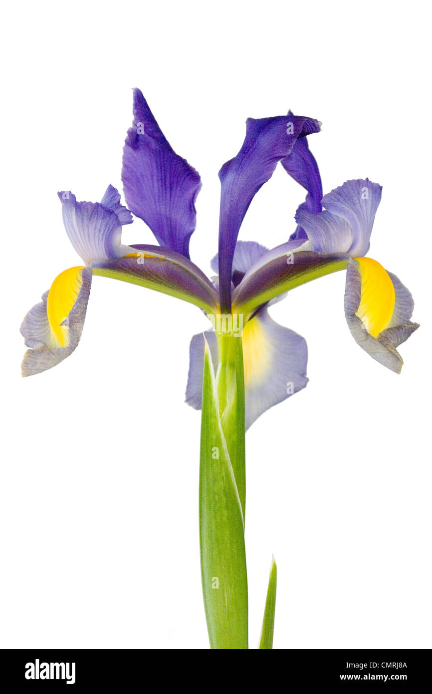 Iris orientalis Stock Photo