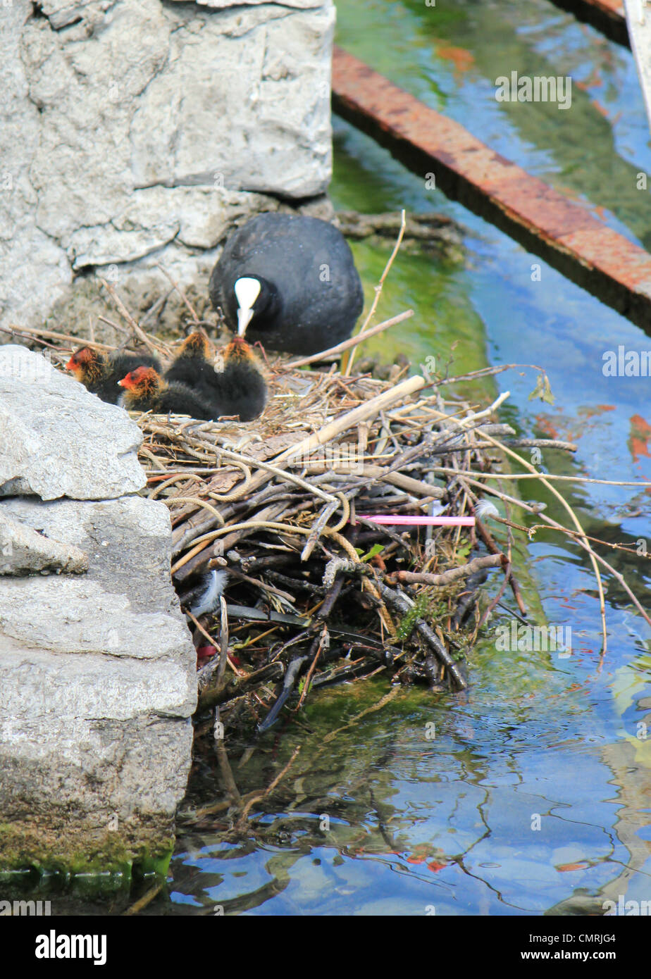 Black and white head of a coot female duck feeding its four black and