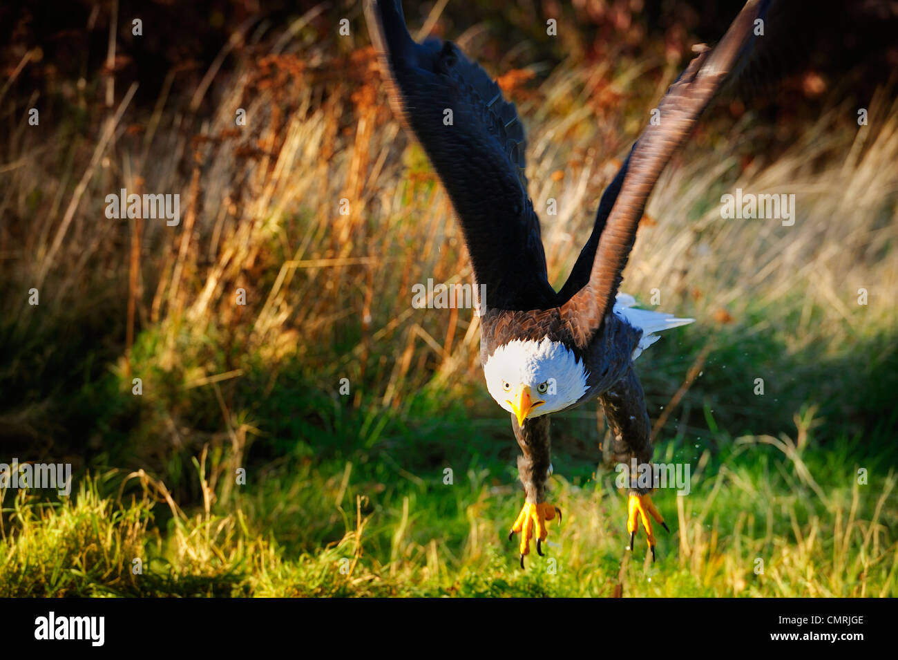 Bald eagle flying free over meadow, wings spread. Stock Photo