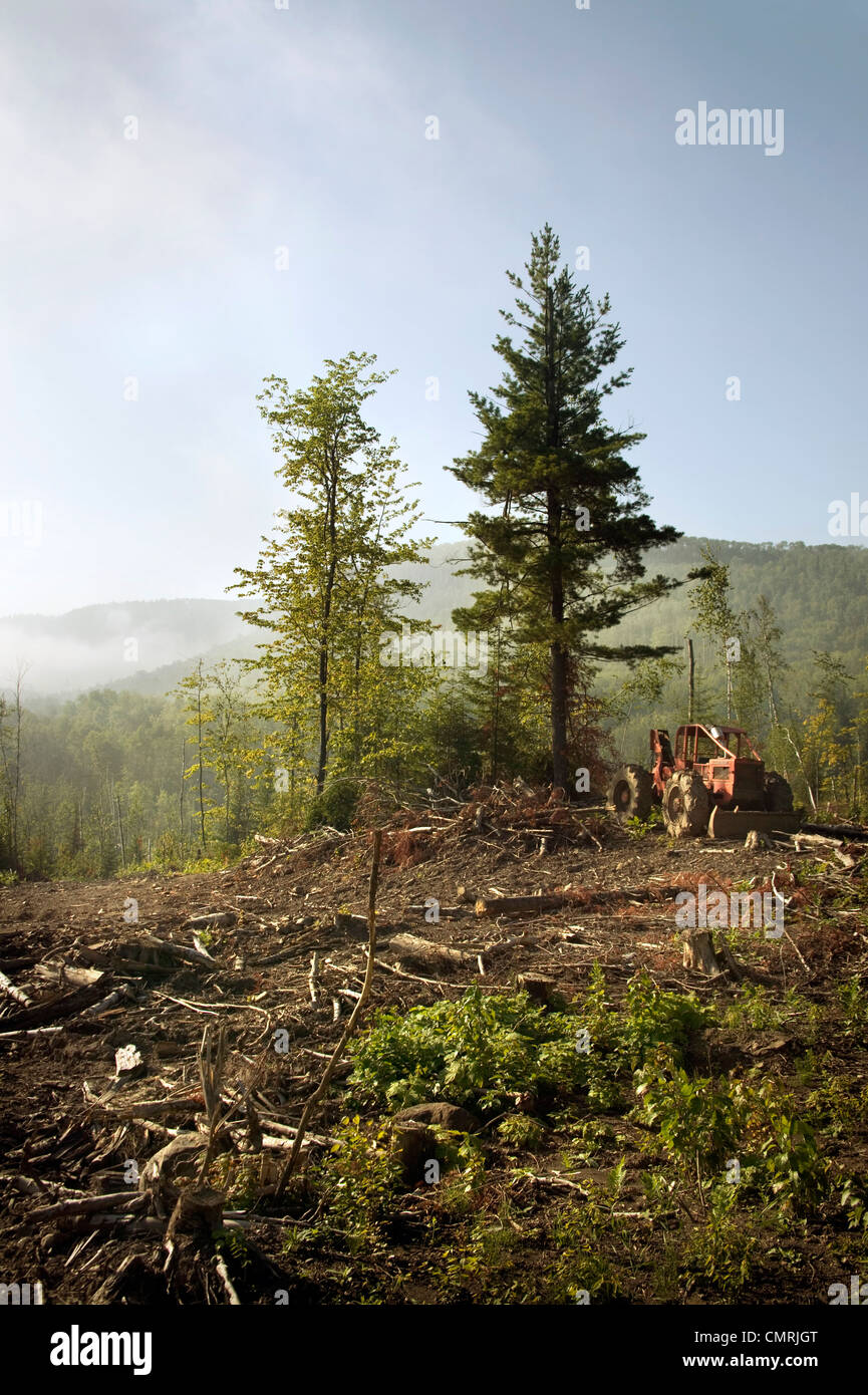 Clearing of a Forest,Thunder Bay, Ontario Stock Photo Alamy