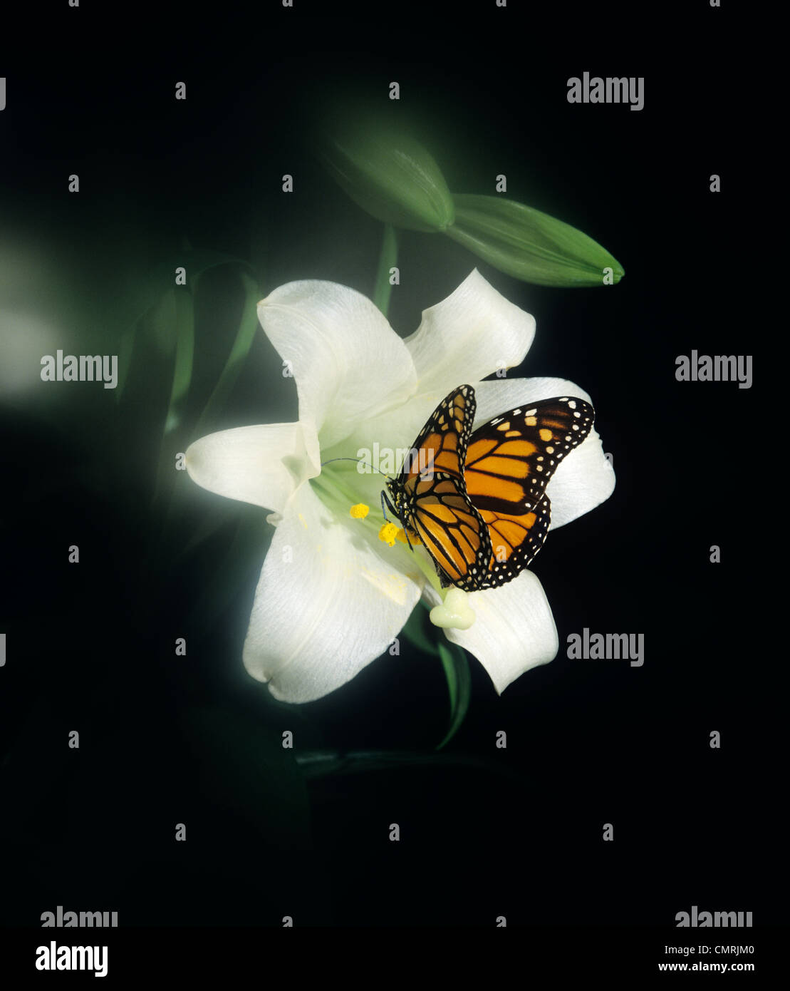 1980s MONARCH BUTTERFLY Danaus plexippus FEEDING ON LILY FLOWER Stock ...