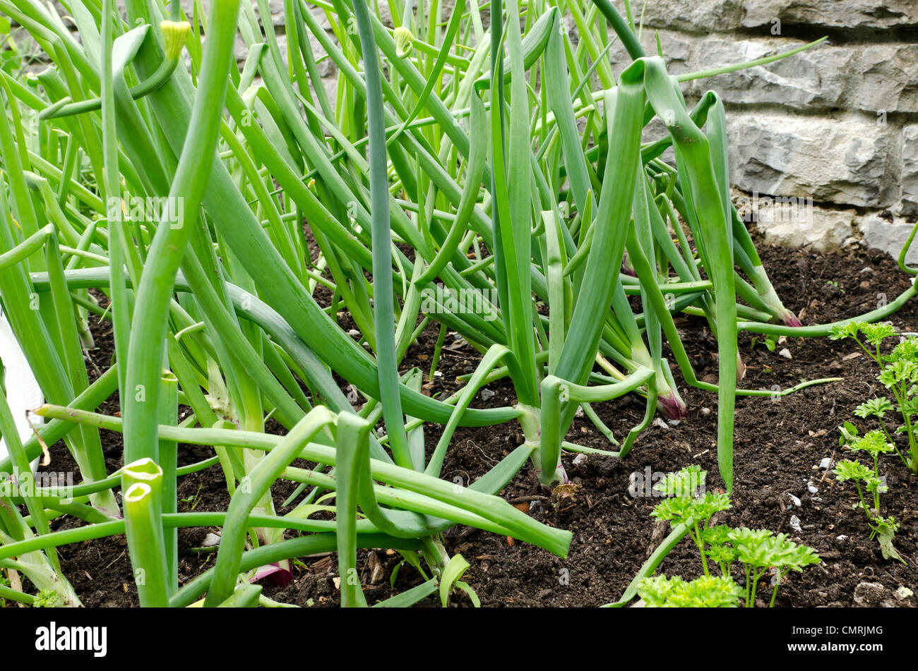 Home Grown Onions High Resolution Stock Photography and Images - Alamy