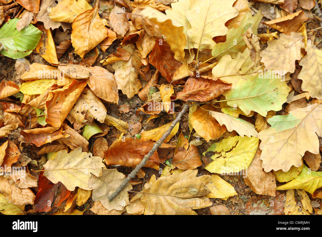 Fall Texture Yellow yellow Autumn leaves background texture Stock Photo - Alamy