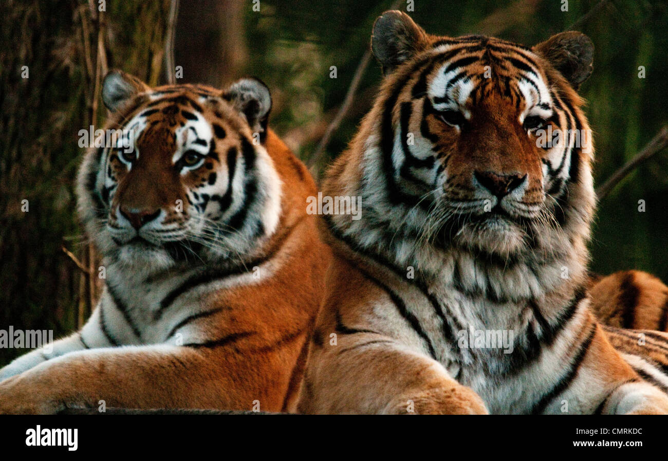 Siberian Tiger Pair Stock Photo