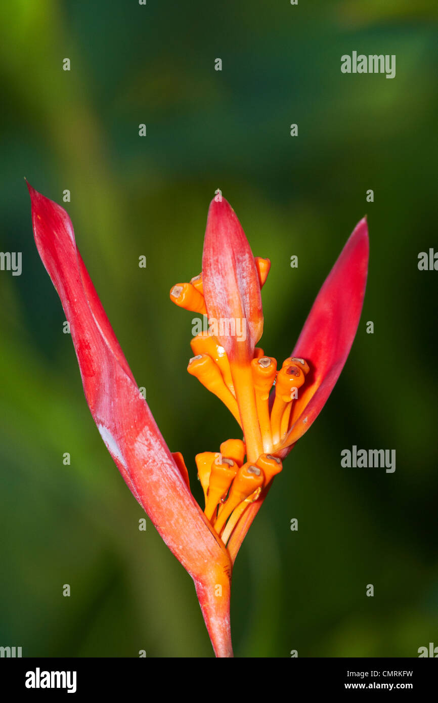False Bird-Of-Paradise Flower (Heliconia psittacorum), Nadi, Viti Levu, Fiji, South Pacific Stock Photo