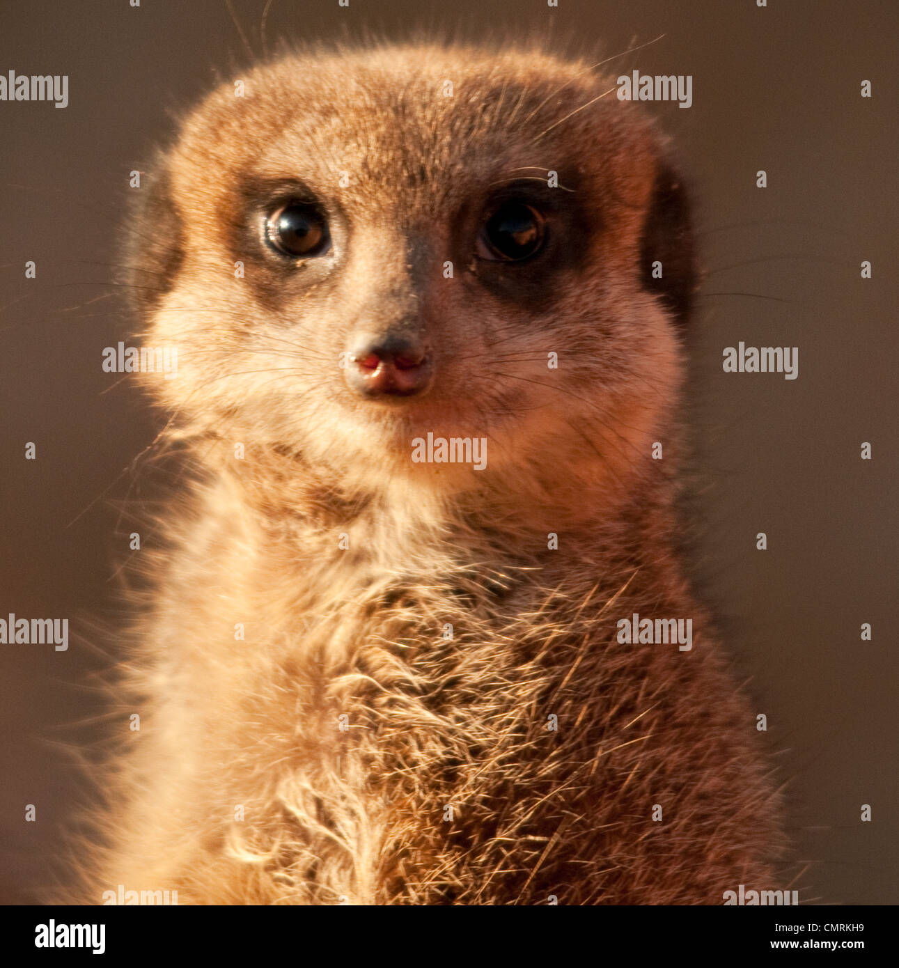 Meerkat on Lookout Stock Photo