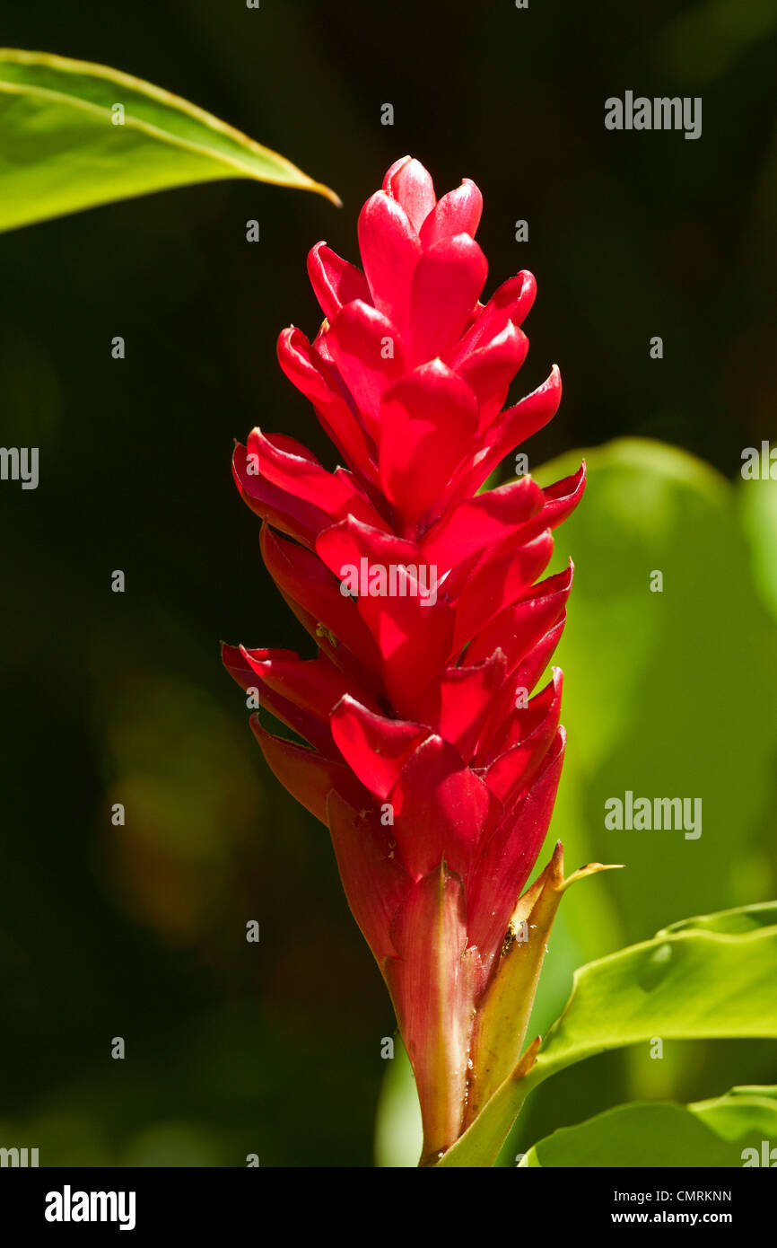 Fiji flower hires stock photography and images Alamy